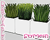 Potted Grass