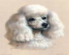 Bs Toy Poodle Stool