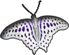 sticker - butterfly