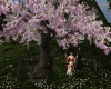 Emperor Cherry Tree