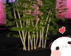 Club Panda Bamboo