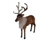 🎄 Raindeer