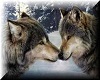wolf dreamer