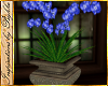 I~Garden Orchid Plant*Bl