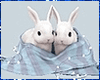 Rabbits & Blanket