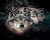 wolf pic 