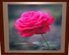 rose picture
