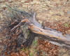 Fallen Tree Photo