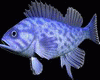 Dj Light Fish
