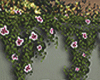 Ⓚ Wall Vines