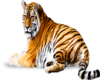 Small Tiger Sticker