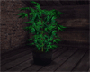 Plant Hall Tree