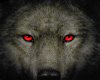 devil wolf picture