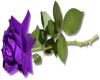 PuRpLe RoSe