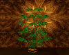 BURNING HEART PLANT