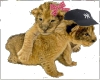 Twin lion cubs