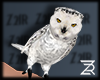 ŽƦ. Owl Z2iR