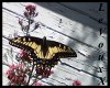 Butterfly Flower 4