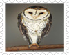 austrailian masked owl
