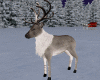 Xmas Reindeer