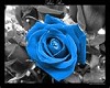Blue Rose Dance Cage