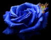 [LDP] Blue Rose