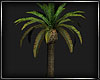(ED1)Coconut trees-04