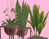 Orchid Plants