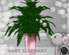 BABY ELEPHANT PLANT PINK