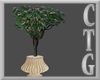 BEL AIR POTTED SHRUB