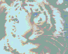 sunset white tiger