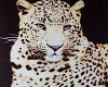 Leopardo