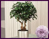 Ficus Deluxe Green