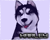 ! Husky Play time