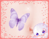 |H|Belly Butterfly Lilac