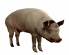 FARM PIG
