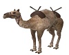 Camel Pet