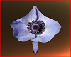 BLUE FLOWER CHAIR