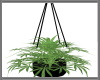 MaryJane Hanging Weed