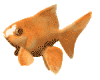 Goldfish [Right]