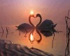 Love Swan Romance