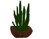 cactus plants in pot