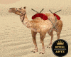 Egypt Camel
