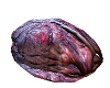 Placenta