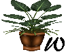 Club Plant