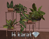 Glamor Indoor plants set