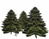 Three Pine Trees Group