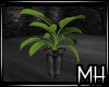 [MH] TA Banana plant
