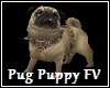 Pug Puppy FV