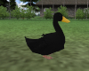 (S)Black duck ani